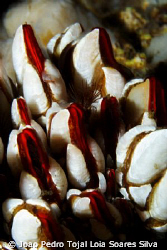 Barnacles (Pollicipes pollicipes) deep inside a cave near... by Joao Pedro Tojal Loia Soares Silva 